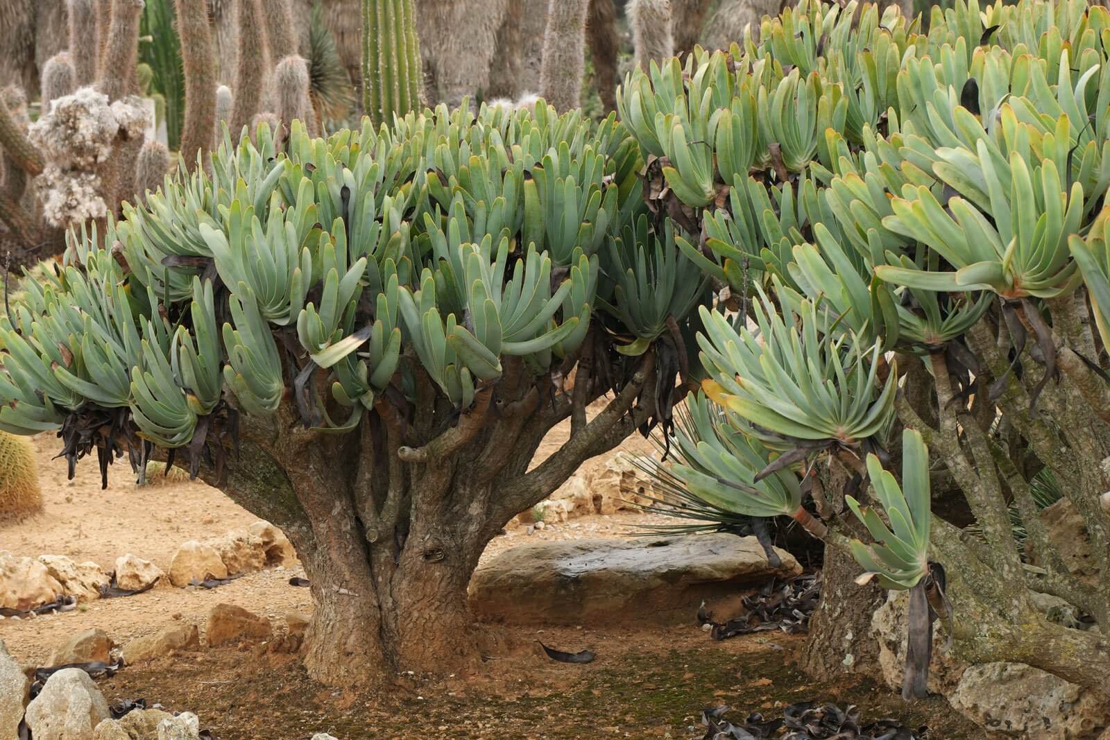 آلوئه ورا نژاد پلیکاتلیس